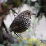Stripe-headed Antpitta (image by Leo Garrigues)