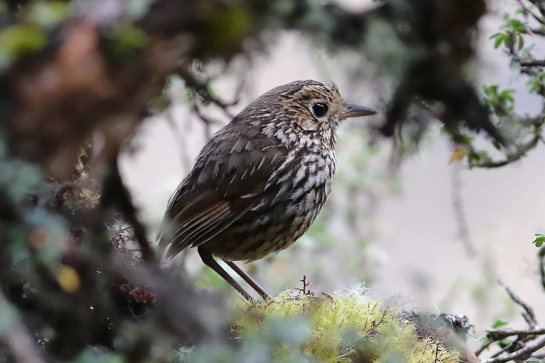 Stripe-headed Antpitta (image by Leo Garrigues)