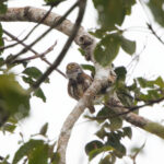 Subtropical Pygmy Owl (image by Leo Garrigues)