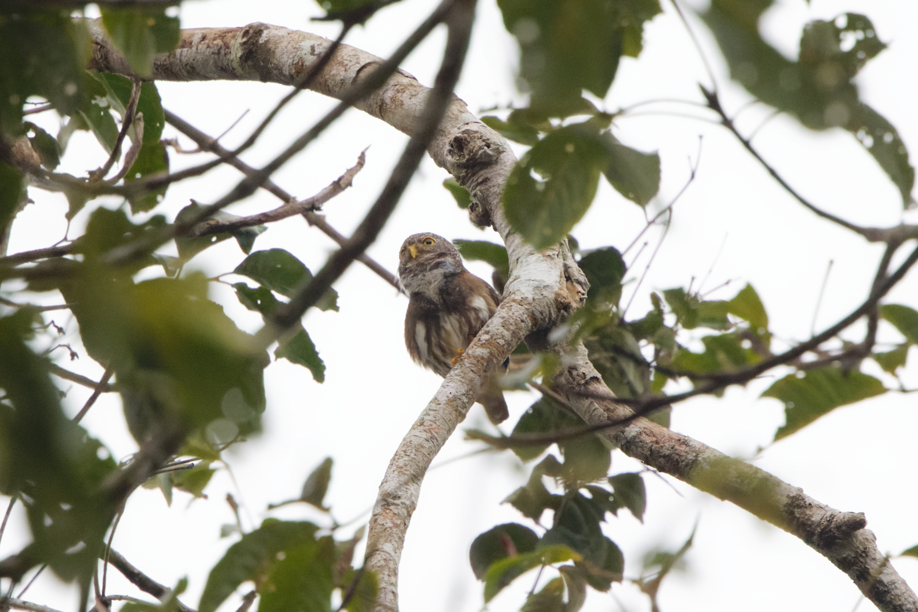 Subtropical Pygmy Owl (image by Leo Garrigues)