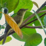 Sulphur-bellied Bulbul (image by Craig Robson)