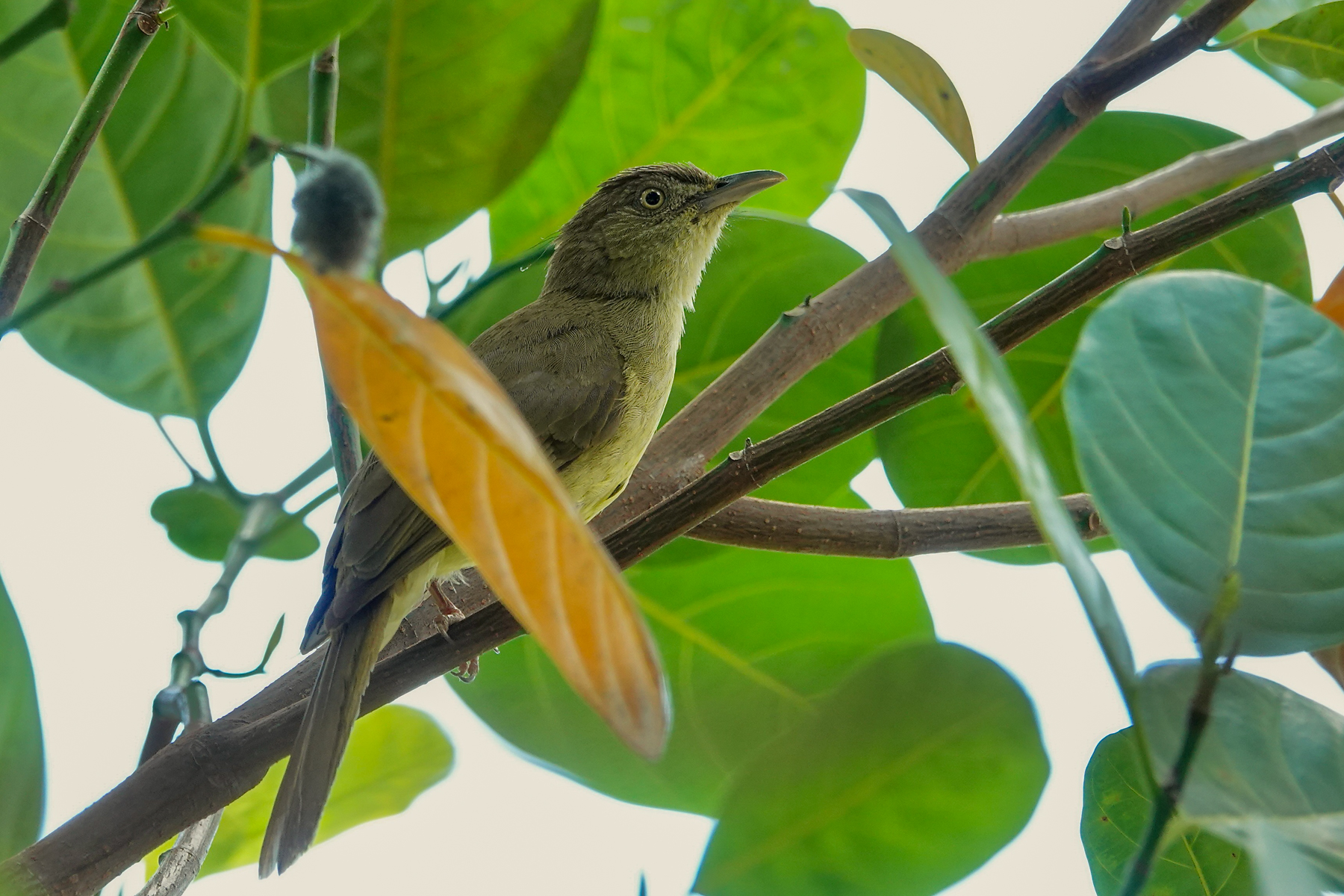 Sulphur-bellied Bulbul (image by Craig Robson)