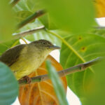 Sulphur-bellied Bulbul (image by Craig Robson)