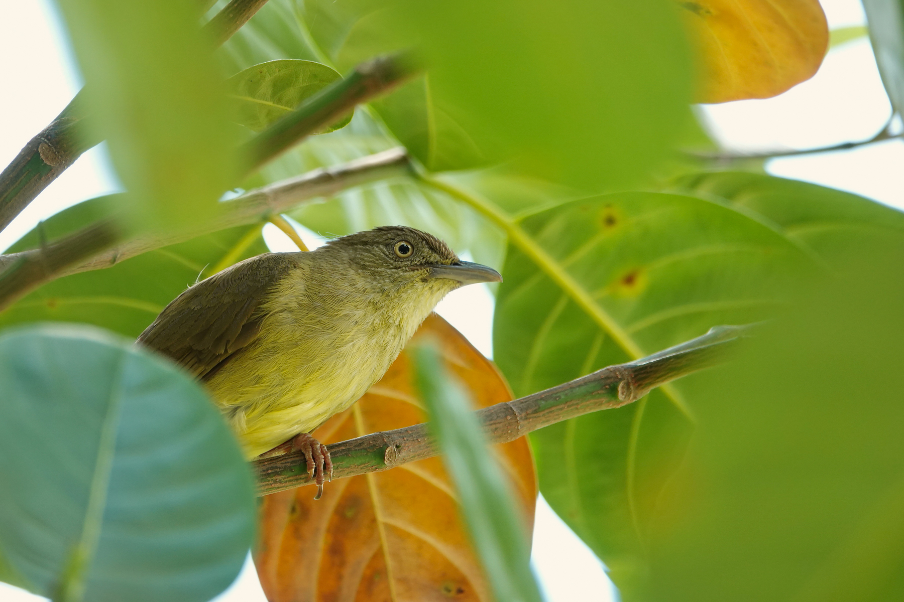 Sulphur-bellied Bulbul (image by Craig Robson)