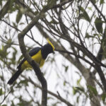 Sultan Tit (image by Dani Balla)
