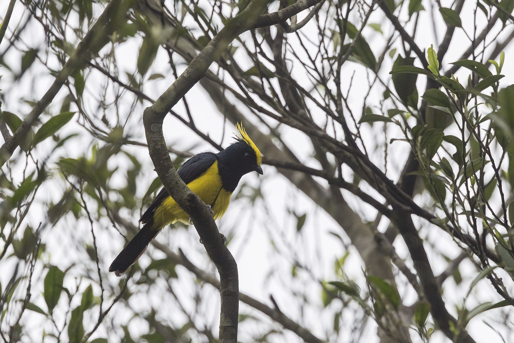 Sultan Tit (image by Dani Balla)