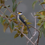 Swallow-tailed (Palkachupa) Cotinga (image by Leo Garrigues)