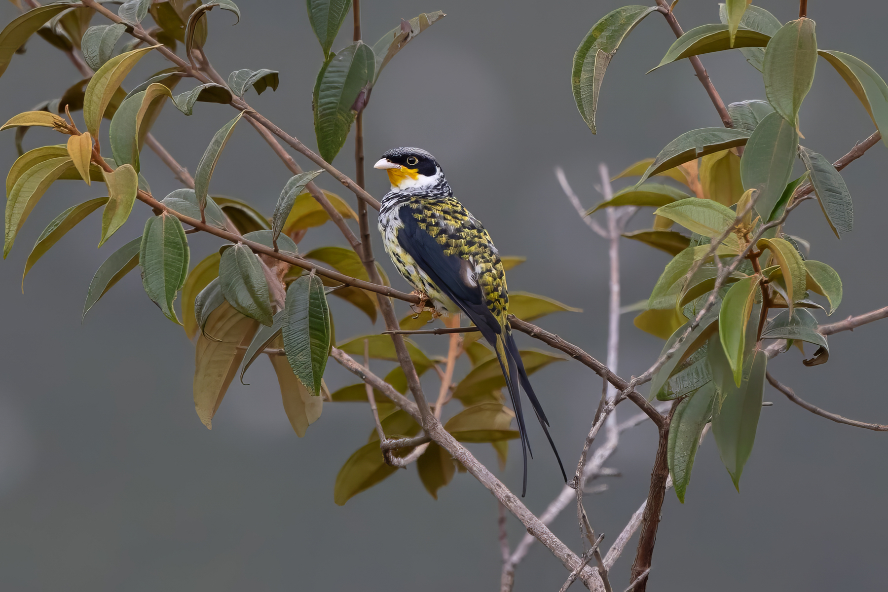 Swallow-tailed (Palkachupa) Cotinga (image by Leo Garrigues)