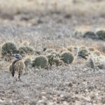 Thick-billed Longspur (image by Mike Watson)