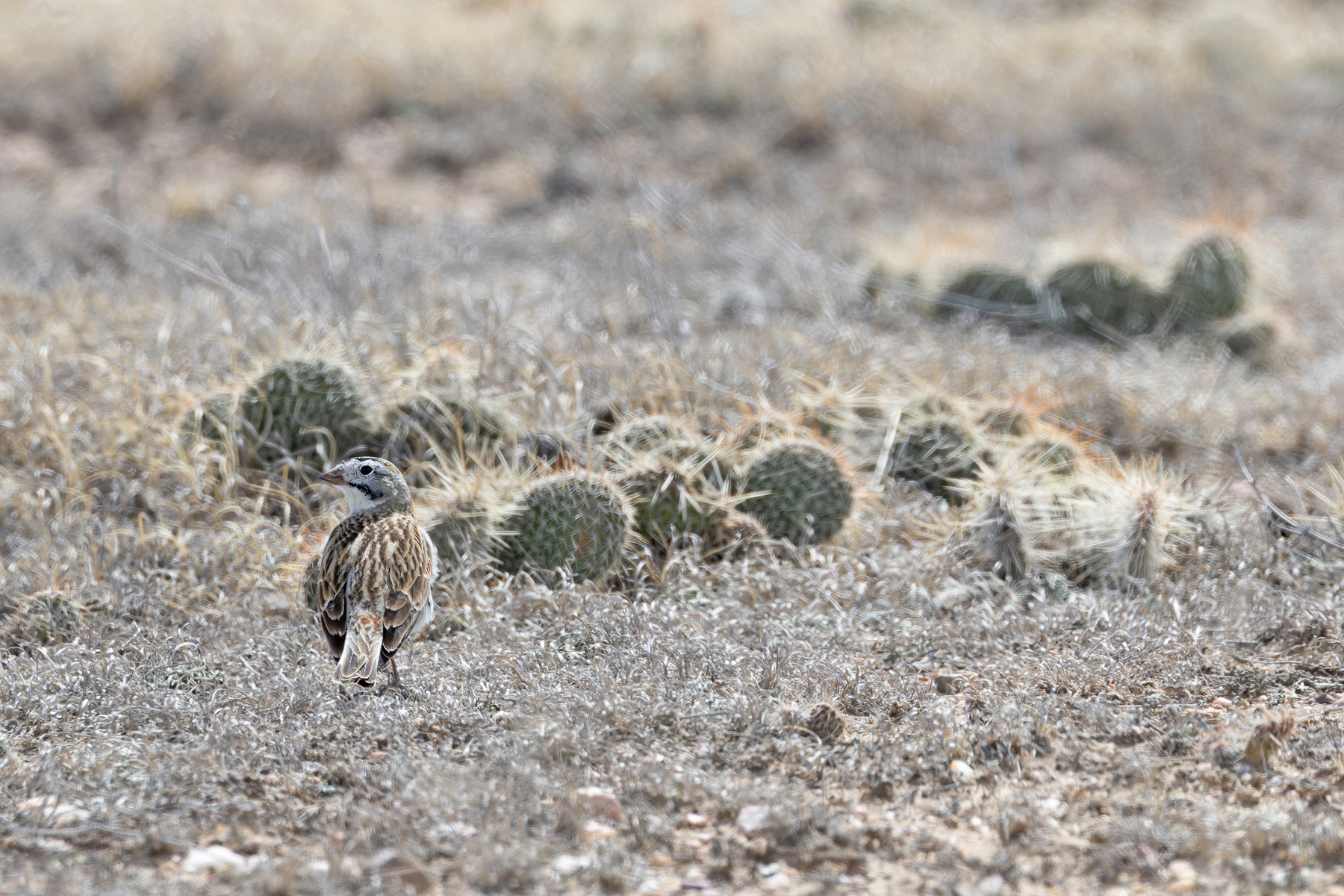 Thick-billed Longspur (image by Mike Watson)