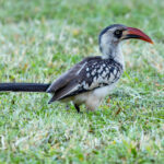 Tanzanian Red-billed Hornbill (image by Nik Borrow)