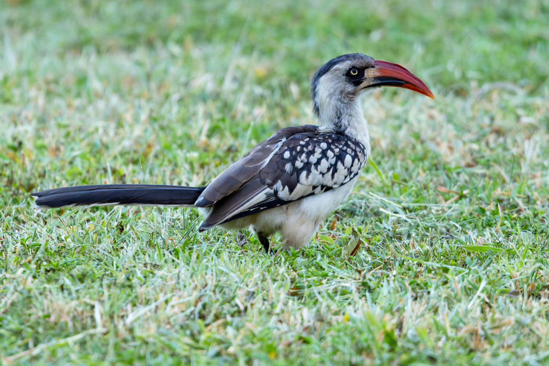 Tanzanian Red-billed Hornbill (image by Nik Borrow)