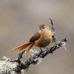 Tawny Tit-Spinetail (image by Leo Garrigues)