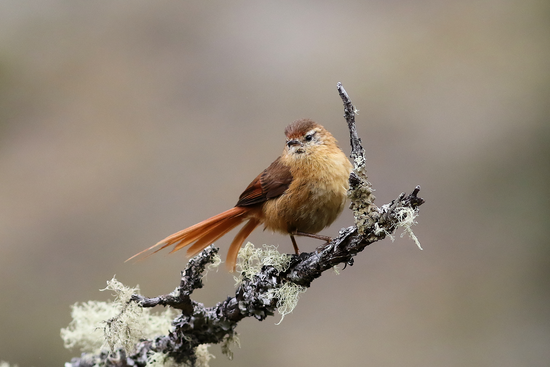 Tawny Tit-Spinetail (image by Leo Garrigues)