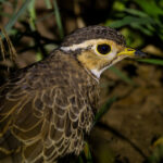 Three-banded Courser (image by Nik Borrow)