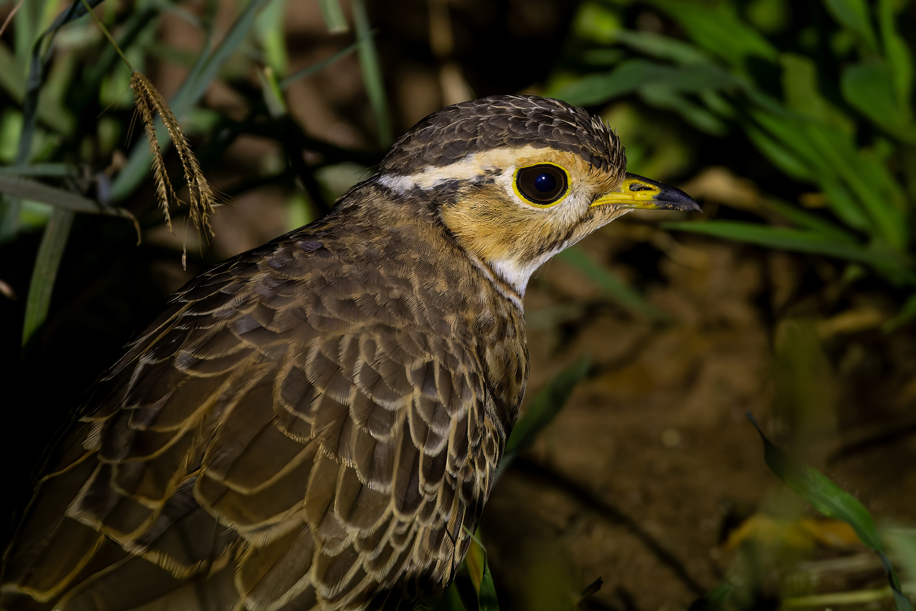 Three-banded Courser (image by Nik Borrow)