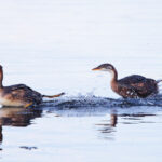 Titicaca Grebes (image by Leo Garrigues)