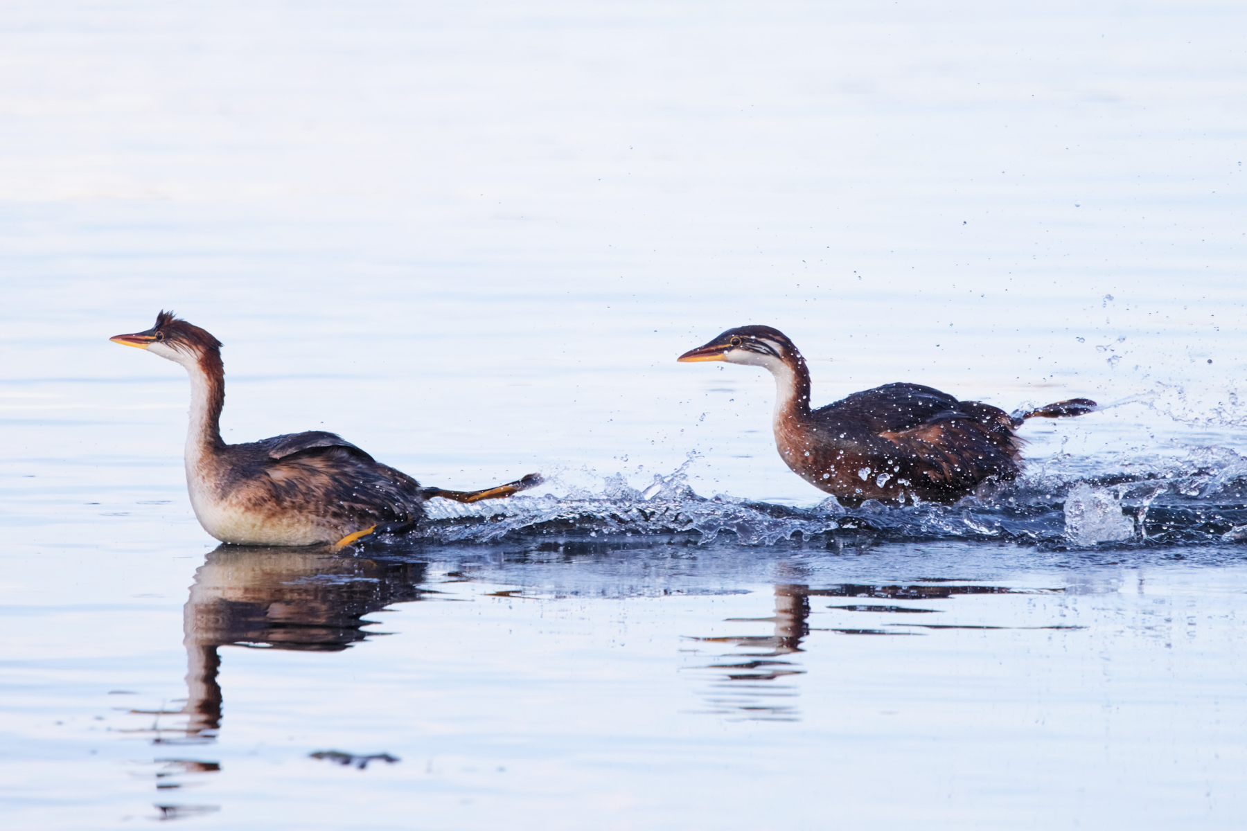 Titicaca Grebes (image by Leo Garrigues)
