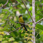 Tricolored Brushfinch (image by Leo Garrigues)