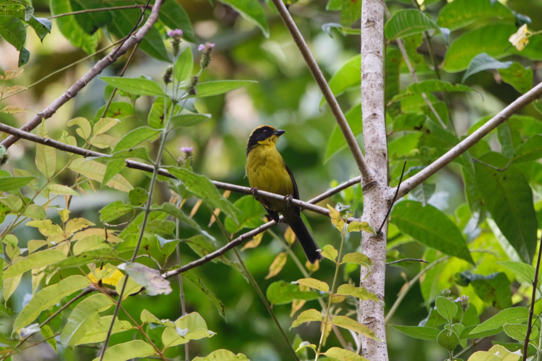 Tricolored Brushfinch (image by Leo Garrigues)