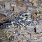 Tschudi's Nightjar (image by Leo Garrigues)