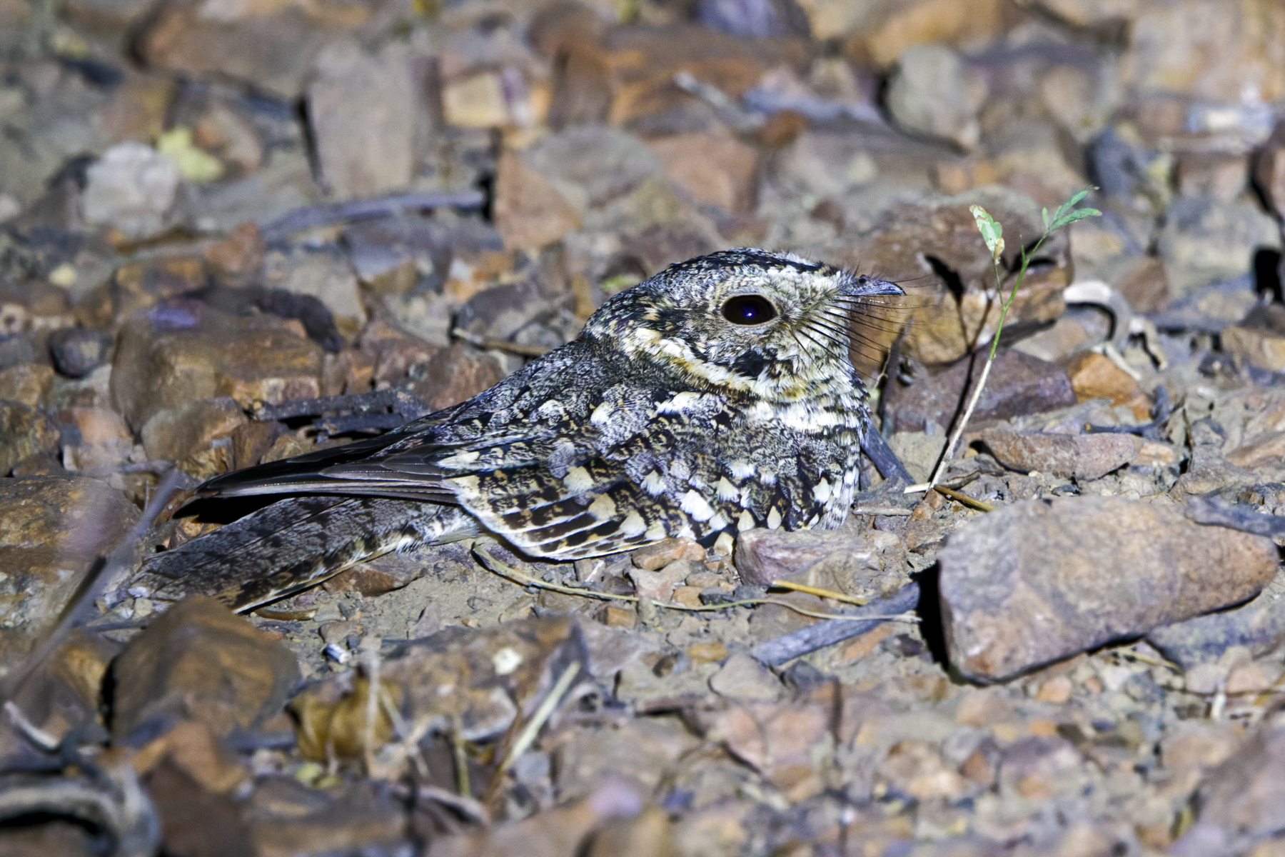 Tschudi's Nightjar (image by Leo Garrigues)