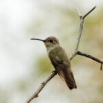 Tumbes Hummingbird (image by Leo Garrigues)