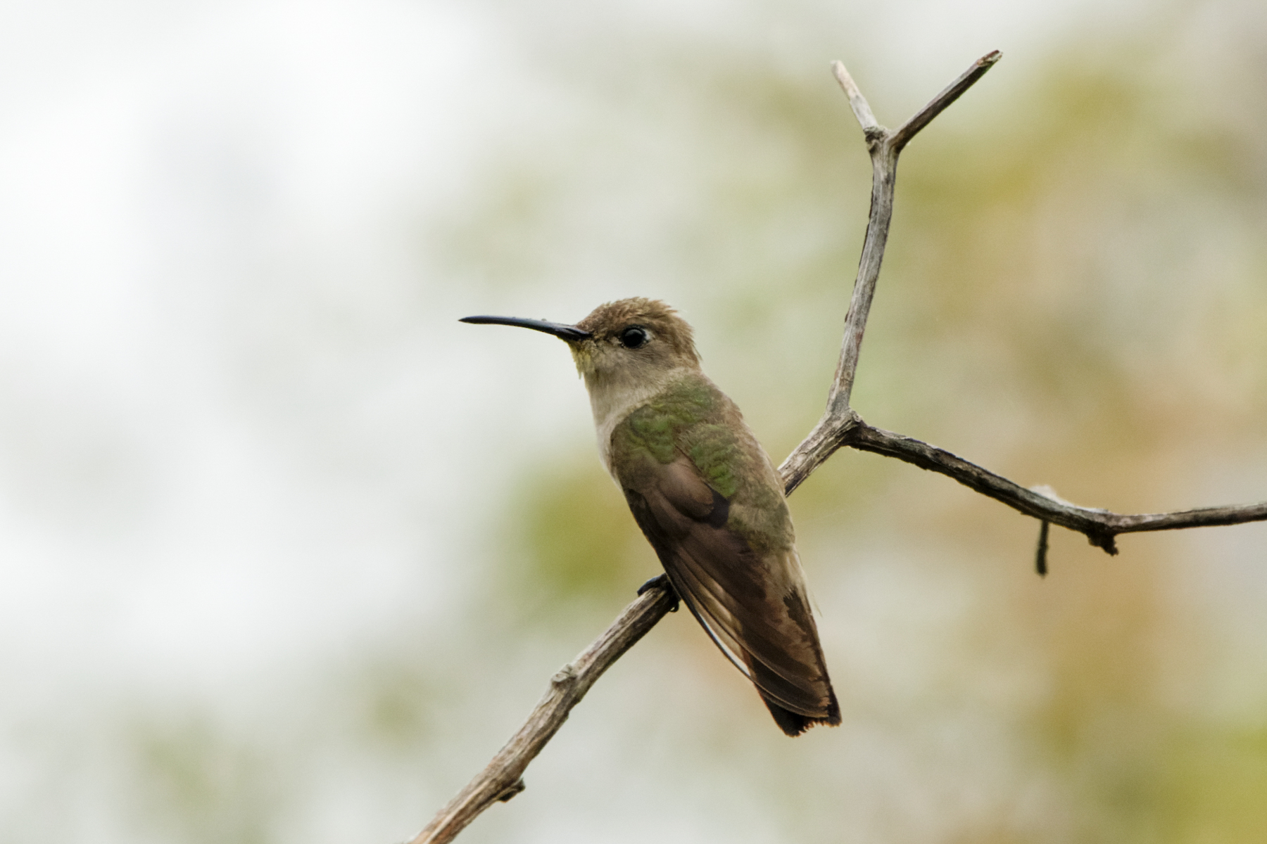 Tumbes Hummingbird (image by Leo Garrigues)