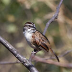 Tumbes Sparrow (image by Leo Garrigues)