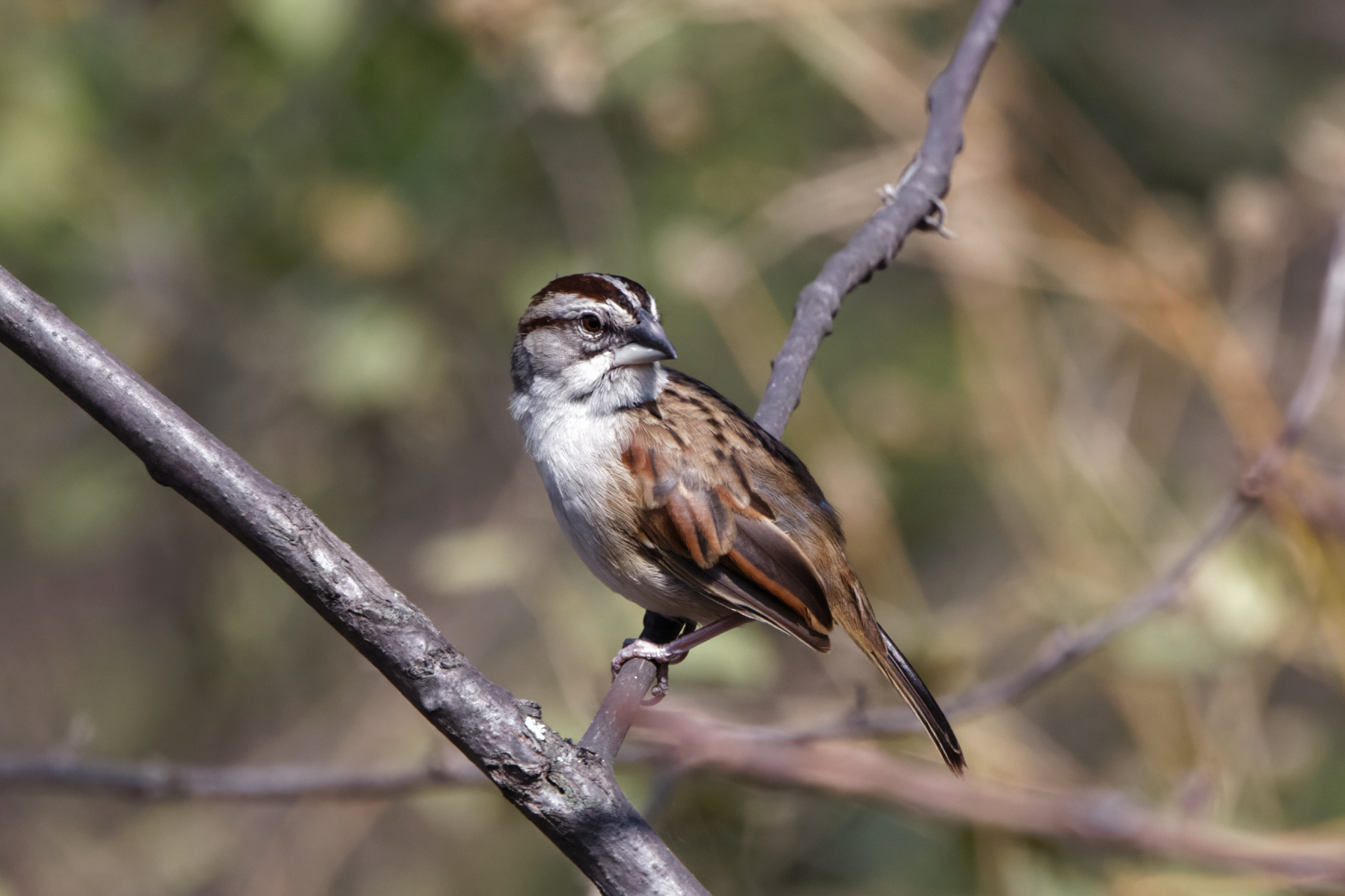 Tumbes Sparrow (image by Leo Garrigues)