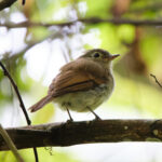 Unadorned Flycatcher (image by Leo Garrigues)
