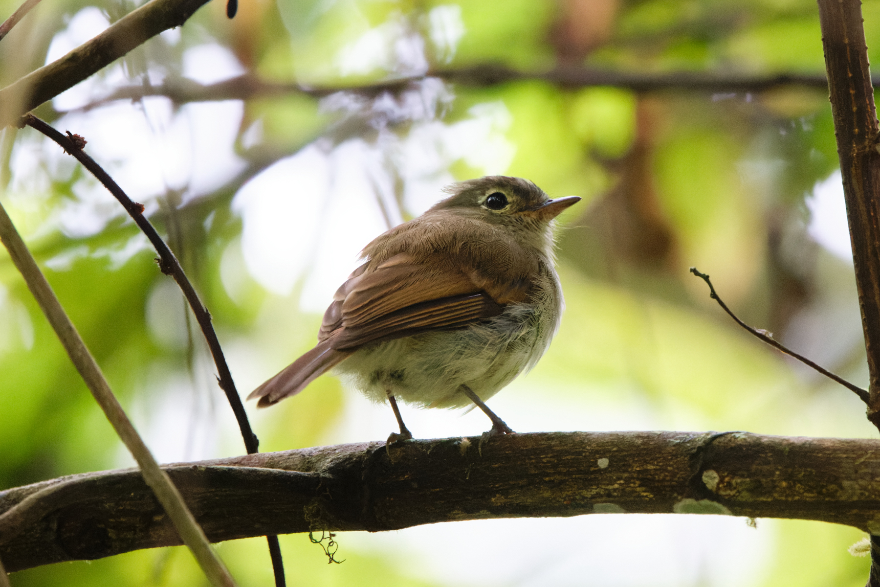 Unadorned Flycatcher (image by Leo Garrigues)