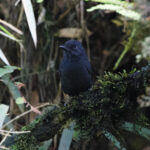 Uniform Antshrike (image by Leo Garrigues)