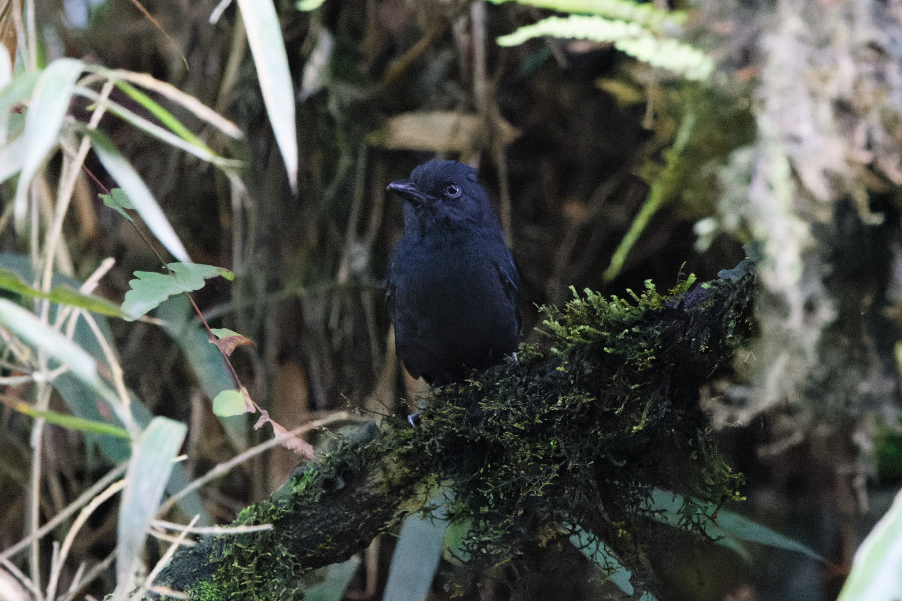 Uniform Antshrike (image by Leo Garrigues)