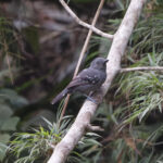 Upland Antshrike (image by Leo Garrigues)