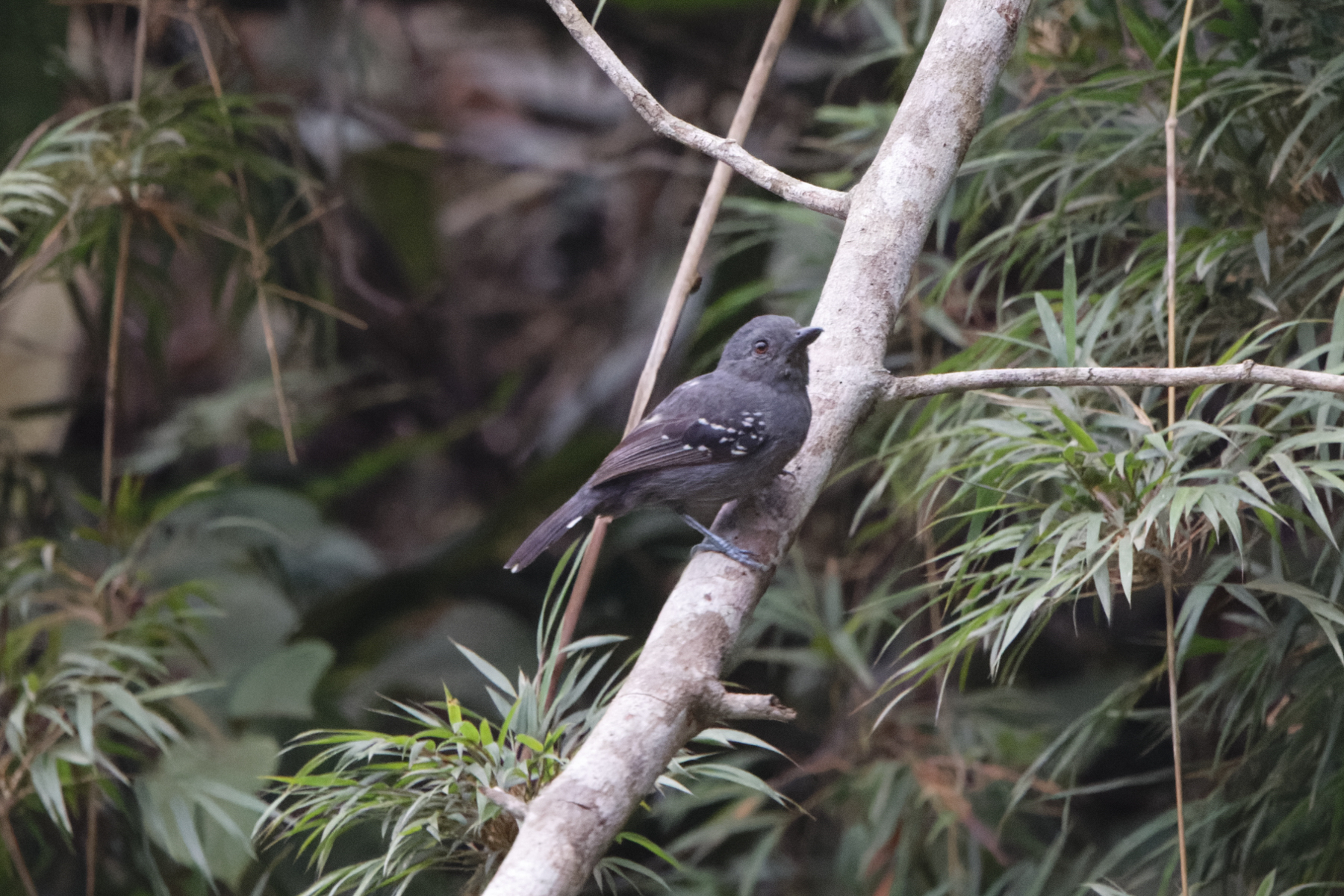 Upland Antshrike (image by Leo Garrigues)