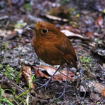 Urubamba Antpitta (image by Leo Garrigues)
