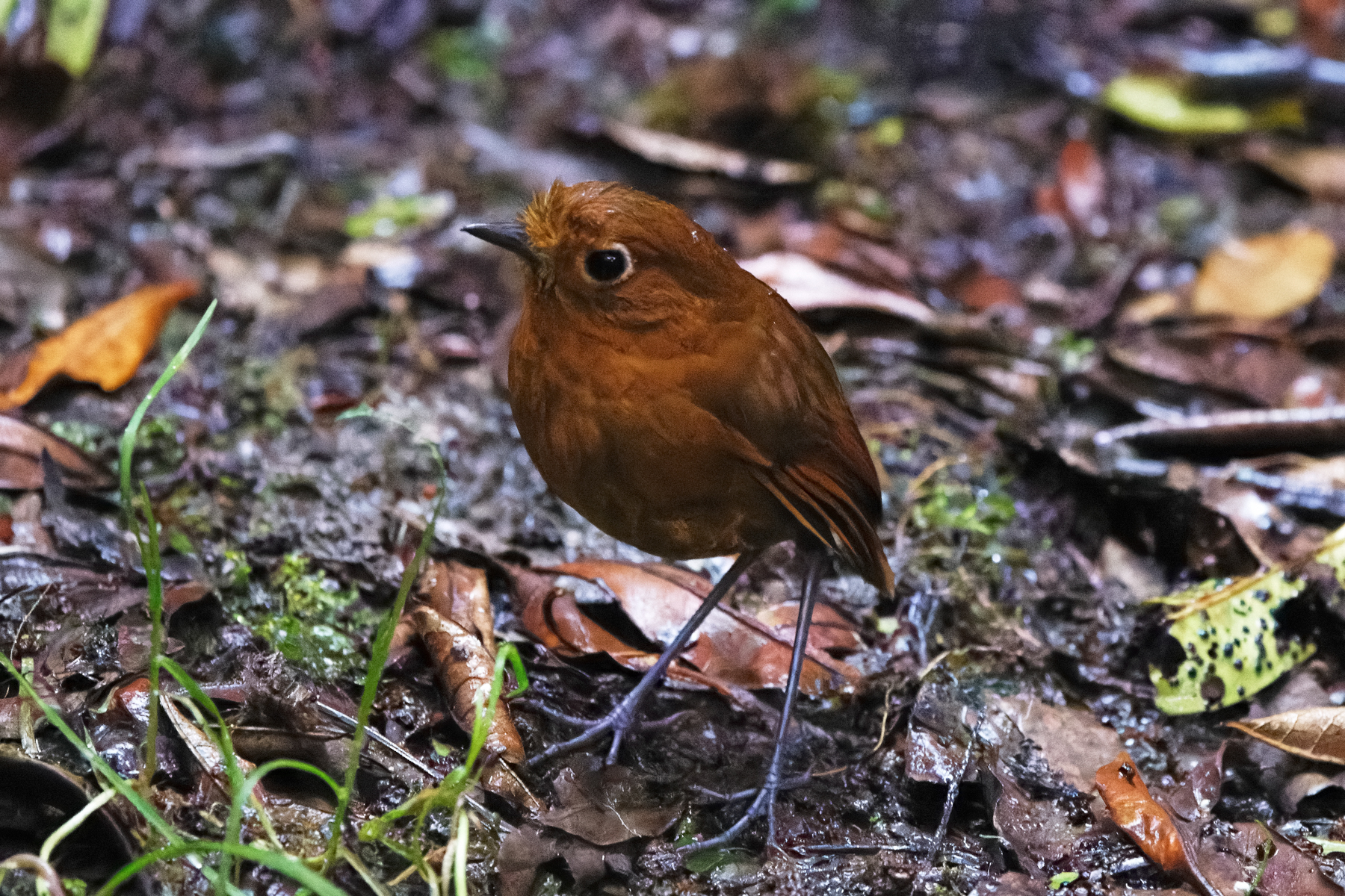 Urubamba Antpitta (image by Leo Garrigues)