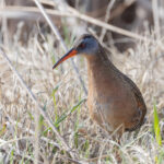 Virginia Rail (image by Mike Watson)