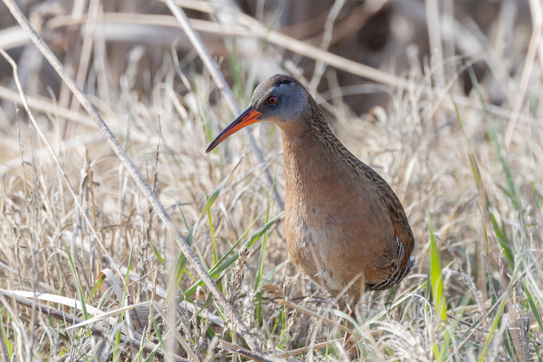 Virginia Rail (image by Mike Watson)