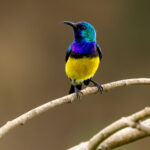 Variable Sunbird (image by Nik Borrow)