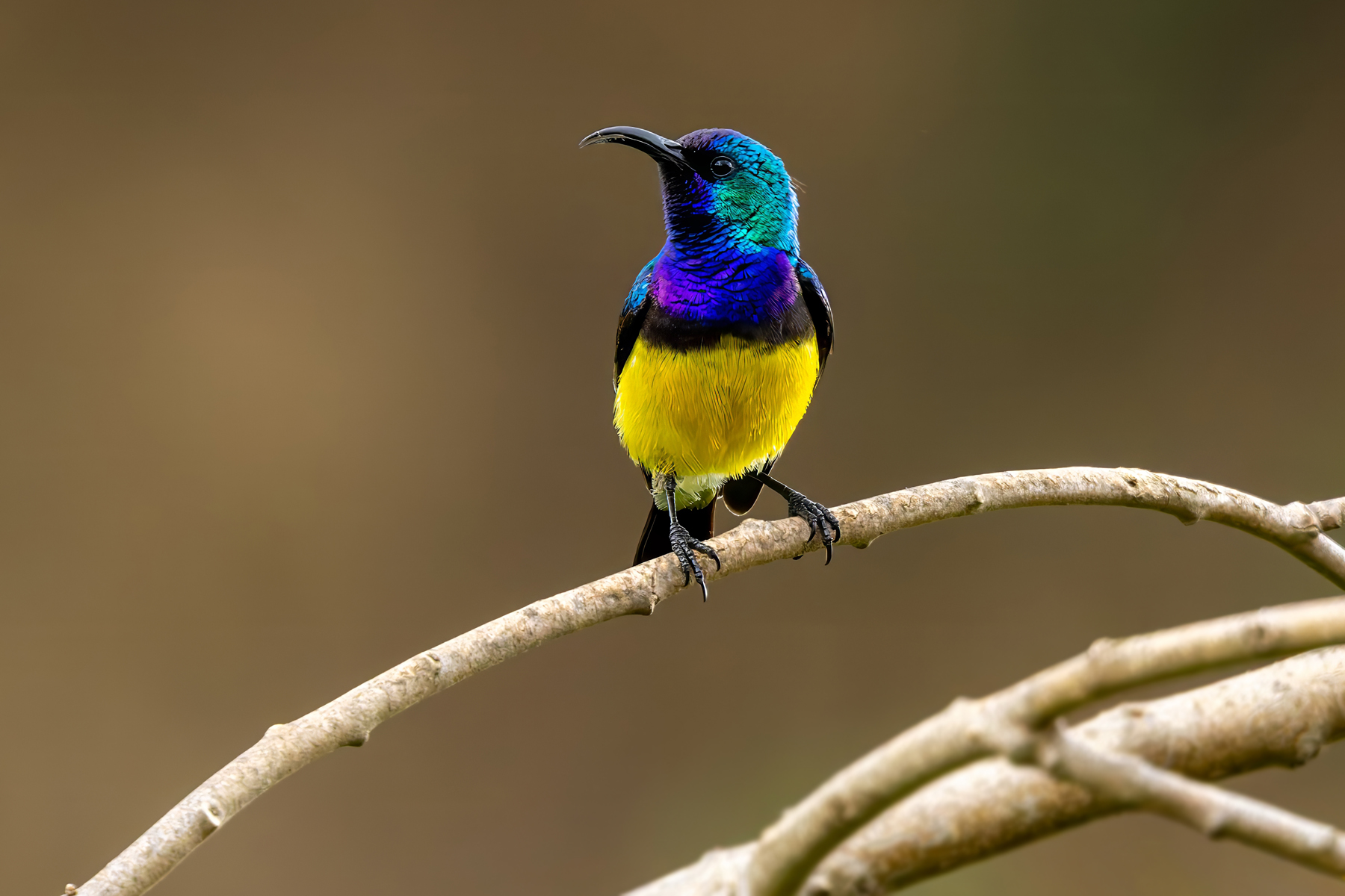 Variable Sunbird (image by Nik Borrow)