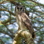 Verreaux's Eagle-Owl (image by Nik Borrow)