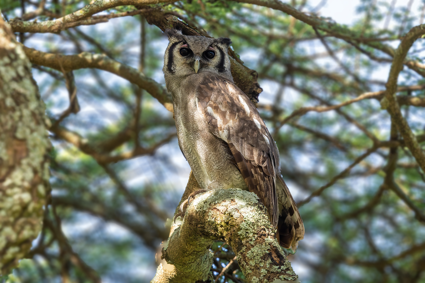 Verreaux's Eagle-Owl (image by Nik Borrow)