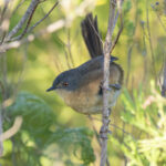 Victorin's Warbler (image by Mark Beaman)