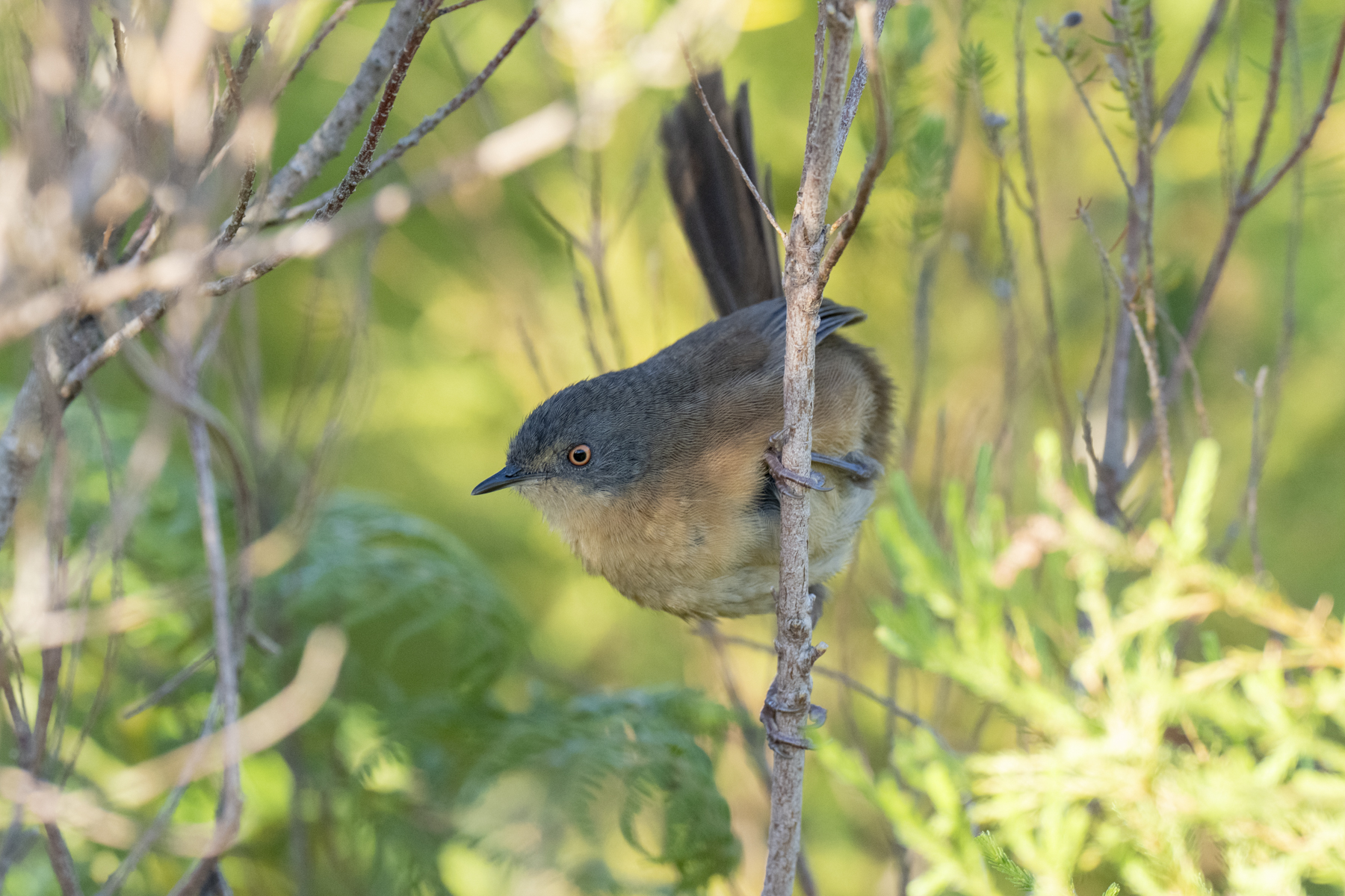 Victorin's Warbler (image by Mark Beaman)