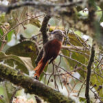 Vilcabamba Spinetail (image by Leo Garrigues)