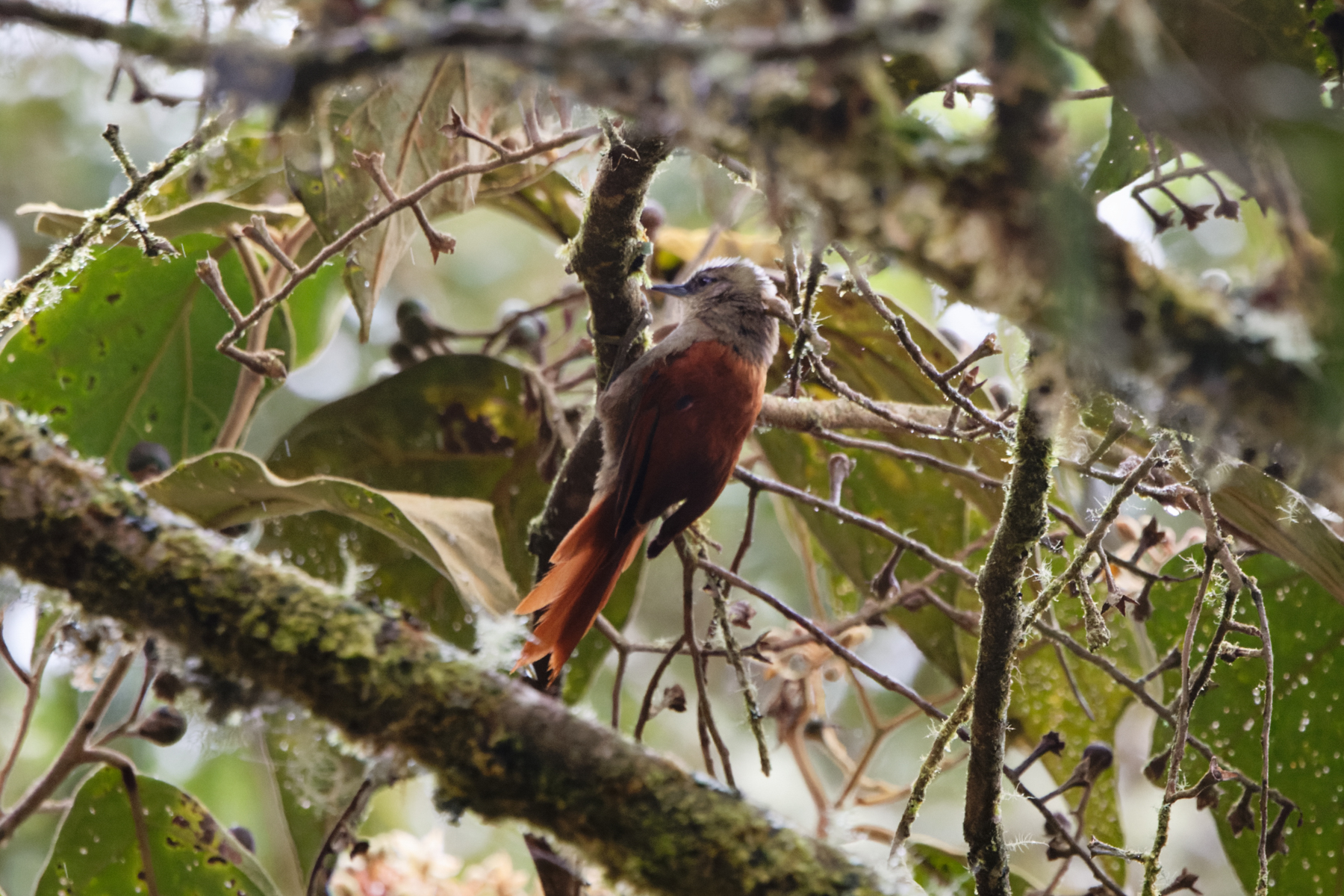 Vilcabamba Spinetail (image by Leo Garrigues)