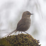 Vilcabamba Thistletail (image by Leo Garrigues)