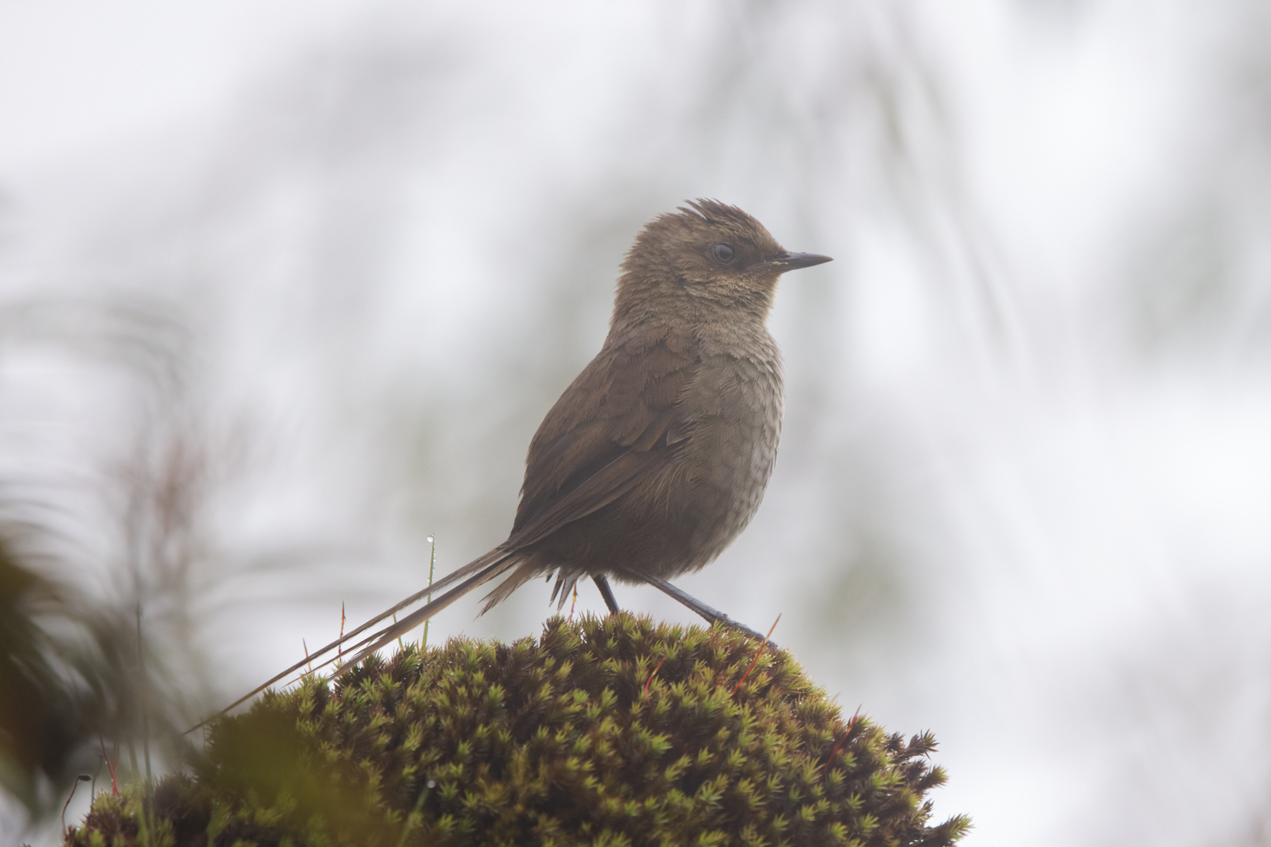 Vilcabamba Thistletail (image by Leo Garrigues)